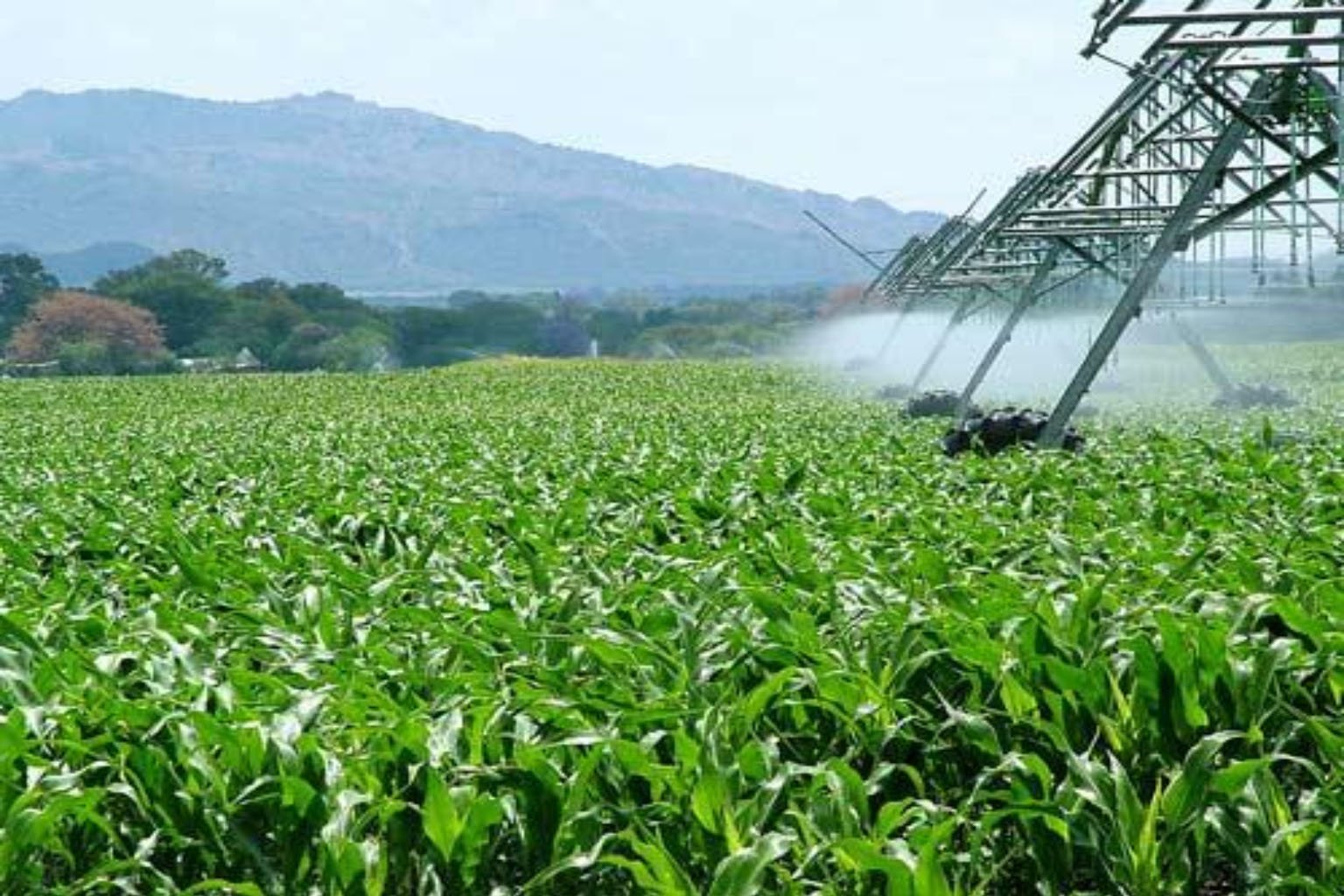 Agriculture Background